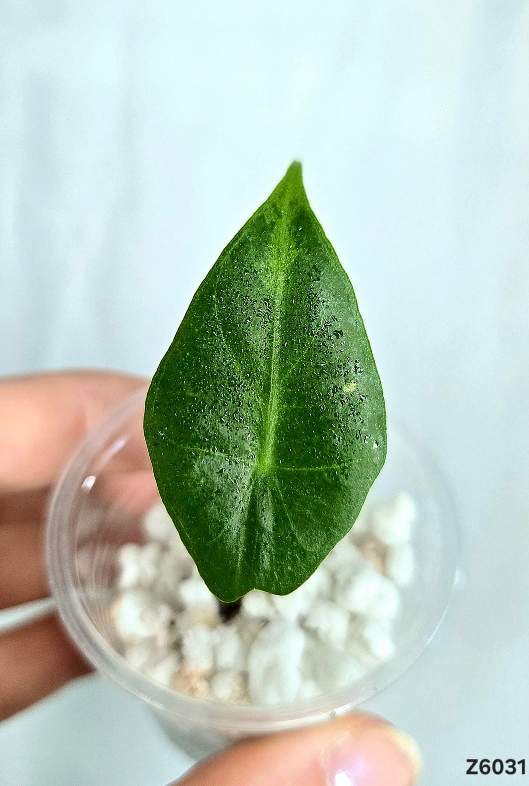 Alocasia Frydek  #Z6031