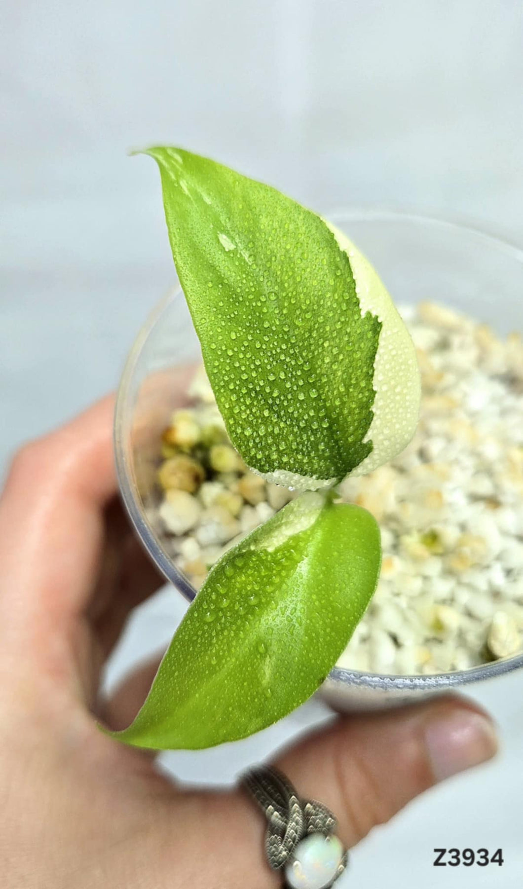 Raphidophora Tetrasperma Variegata #Z3934