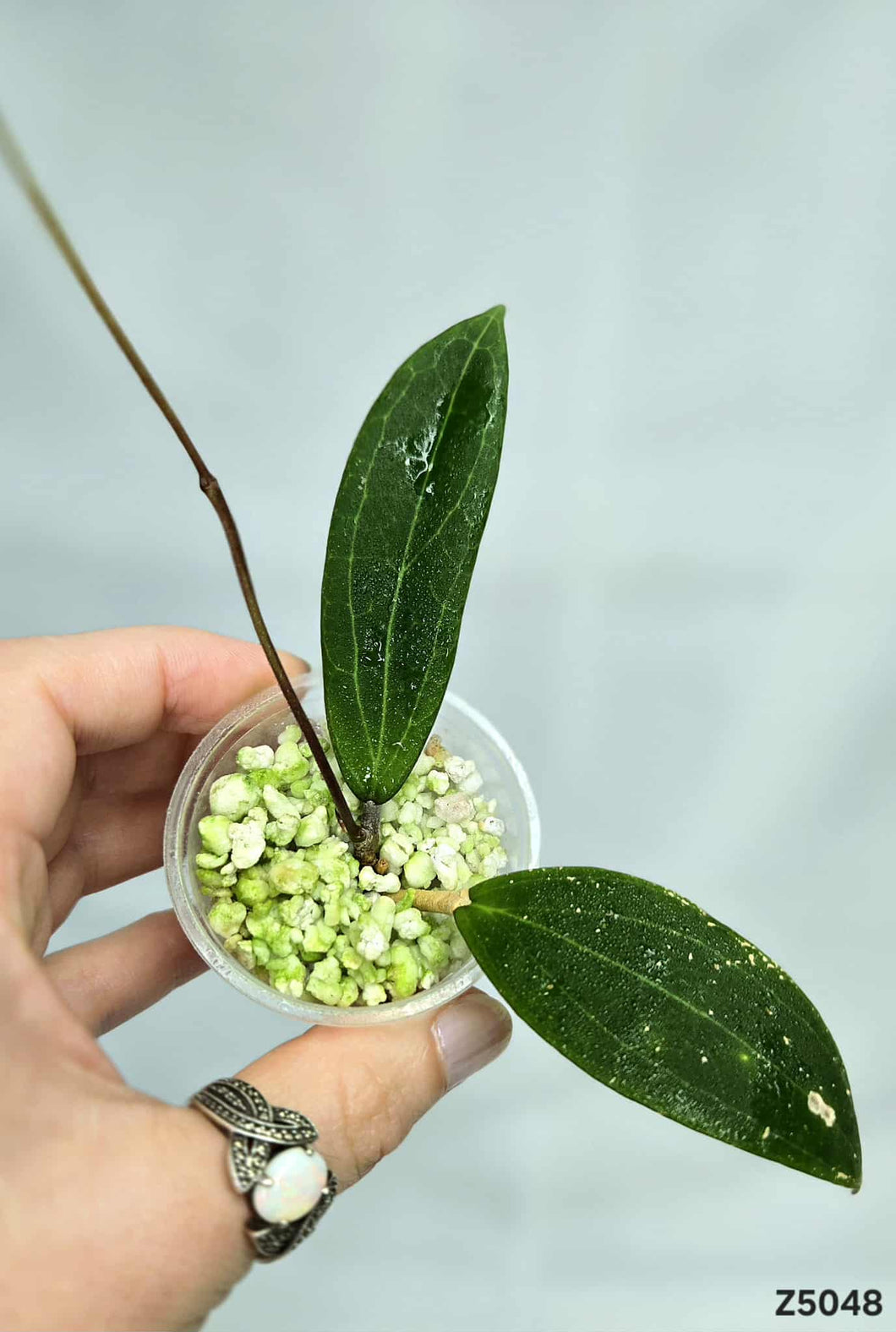 Hoya Camphorifolia ⭐️ #Z5048