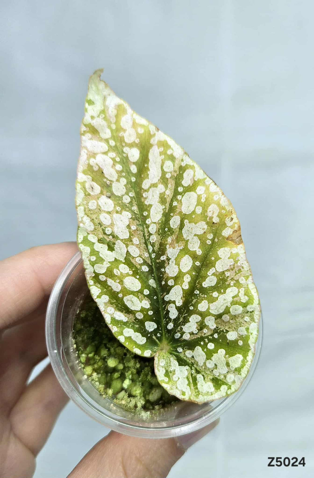 Bégonia Snowcapped Variegata #Z5024