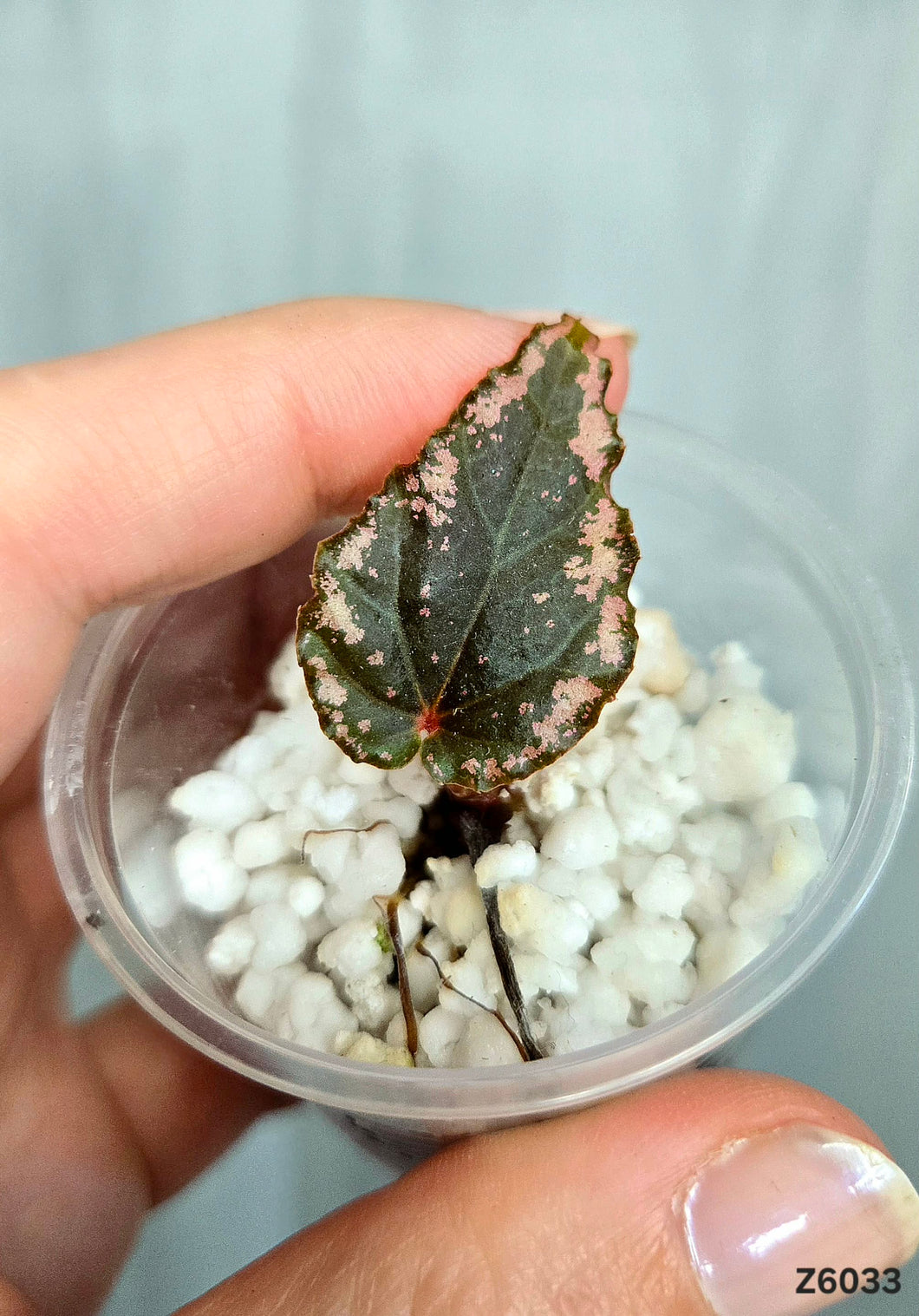 Bégonia Ignita Hybrid #Z6033