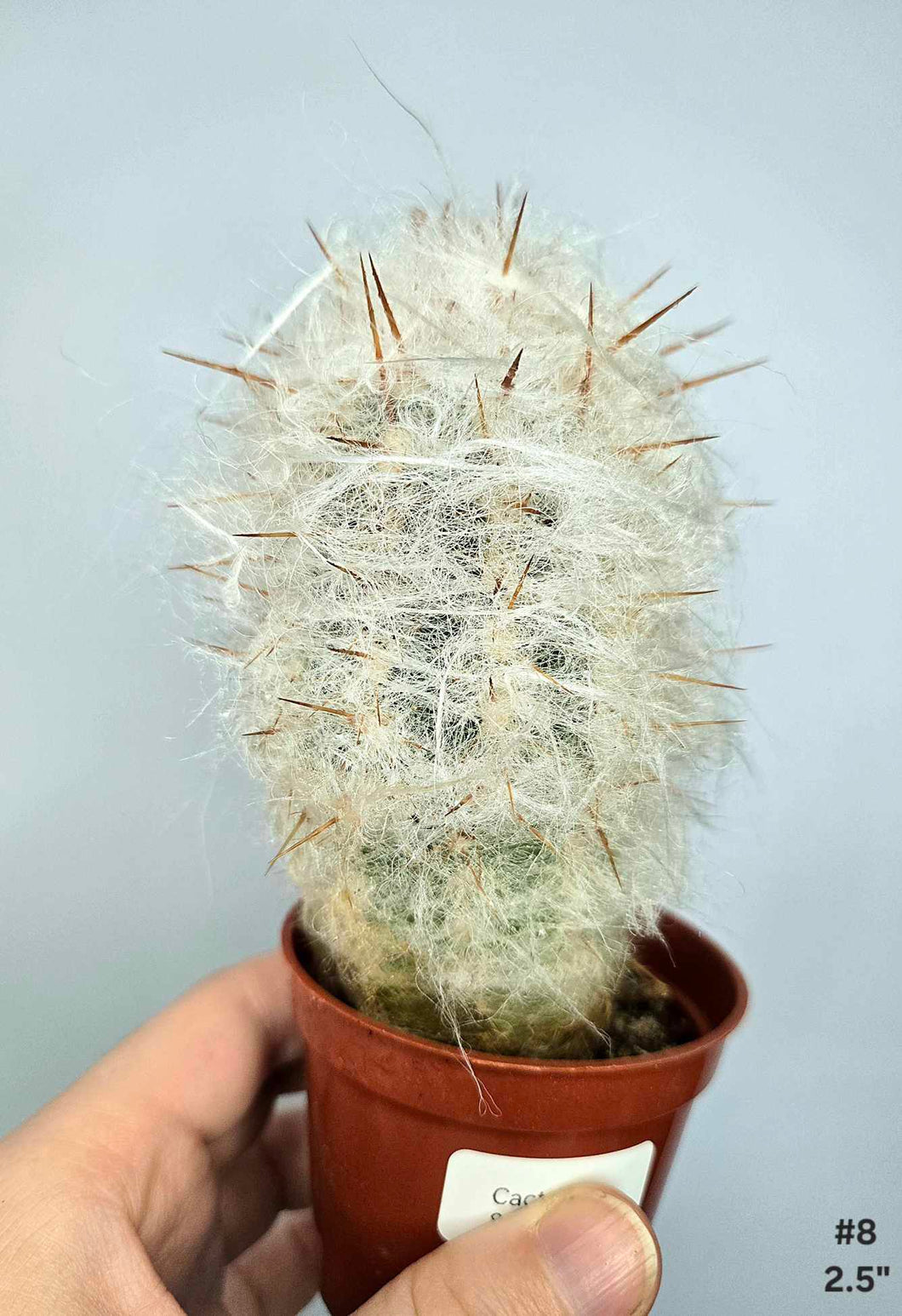 Cactus #8
