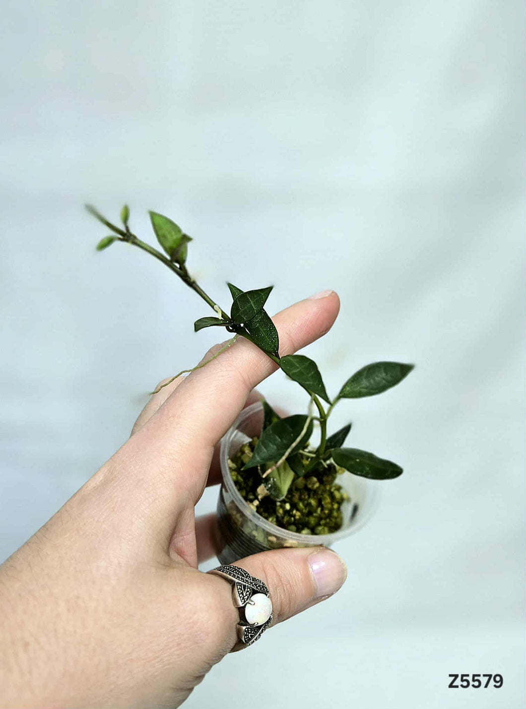 Hoya Lacunosa Variegata revert ⭐️ #Z5579