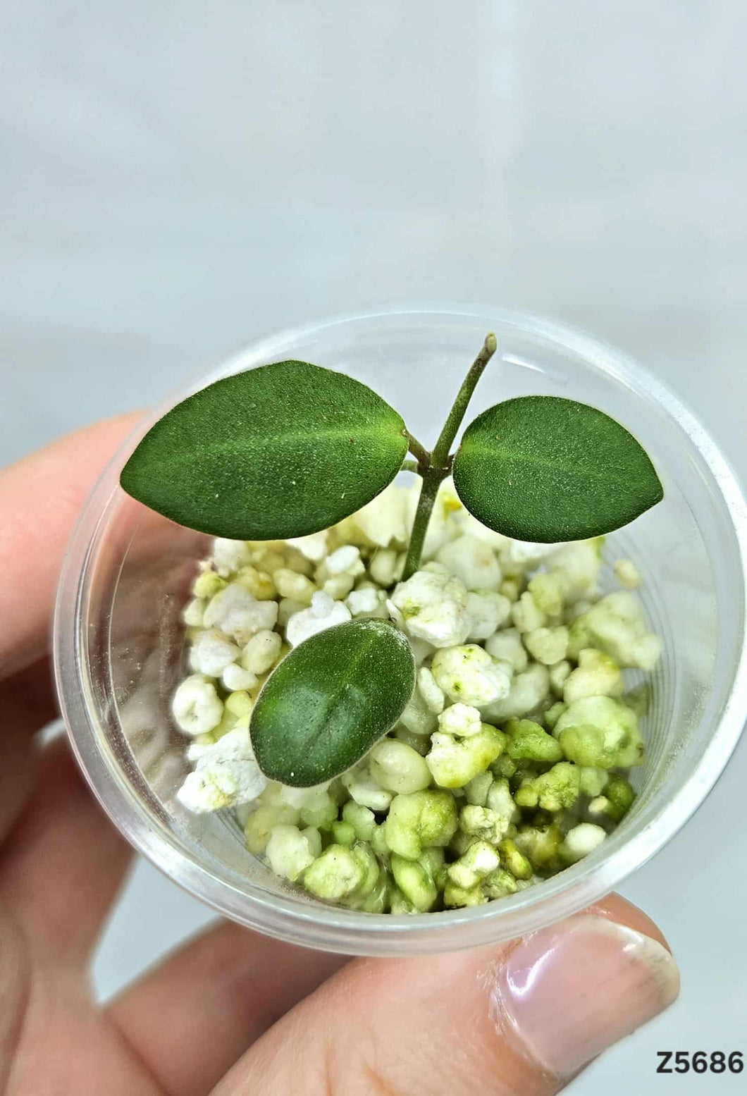 Hoya Bilobata ⭐️ #Z5686