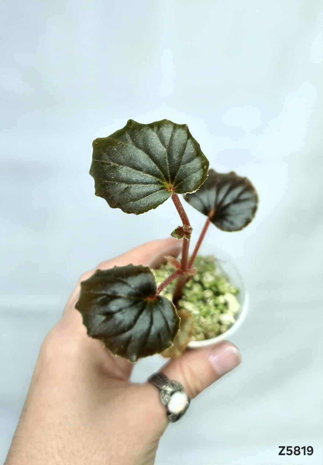 Bégonia Cucullata Variegata Revert #Z5819