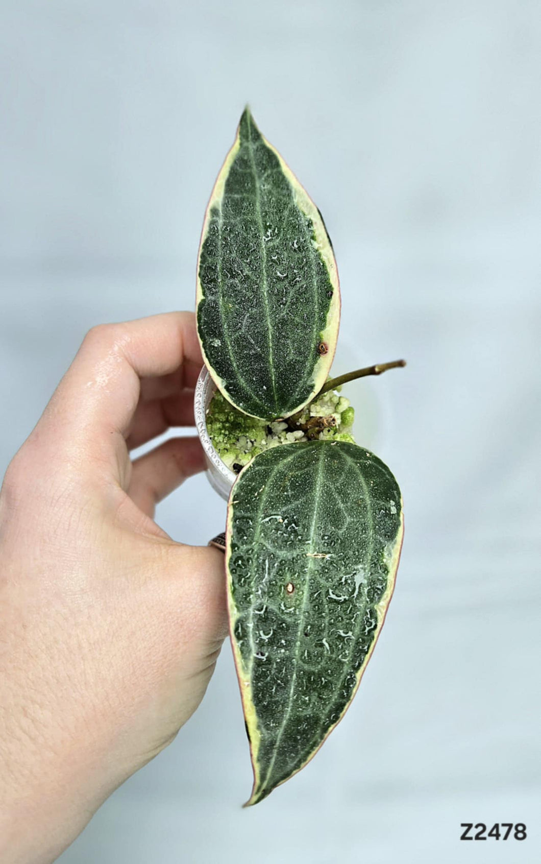 Hoya Macrophylla ⭐️ #Z2478