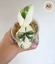 Charger l'image dans la galerie, Alocasia melo albo aux feuilles blanc crème et vert tacheté, plantée en godet
