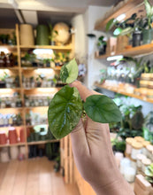 Load image into Gallery viewer, Alocasia Sinuata Variegata #Z5197
