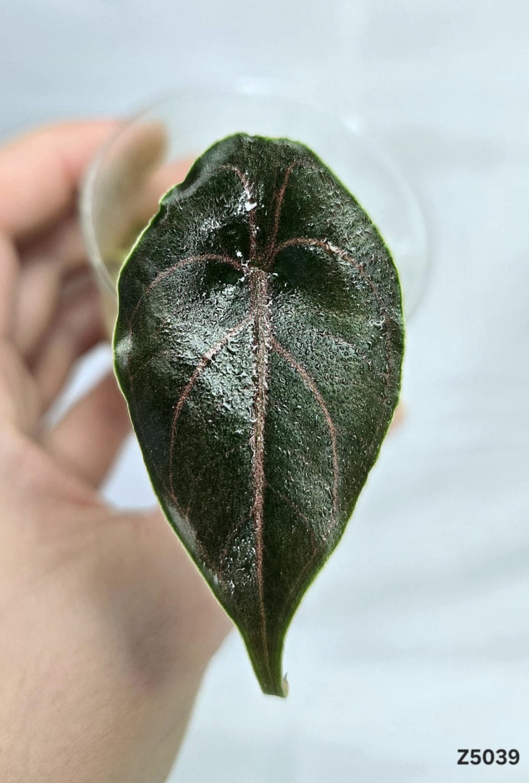 Alocasia Alzanii #Z5039