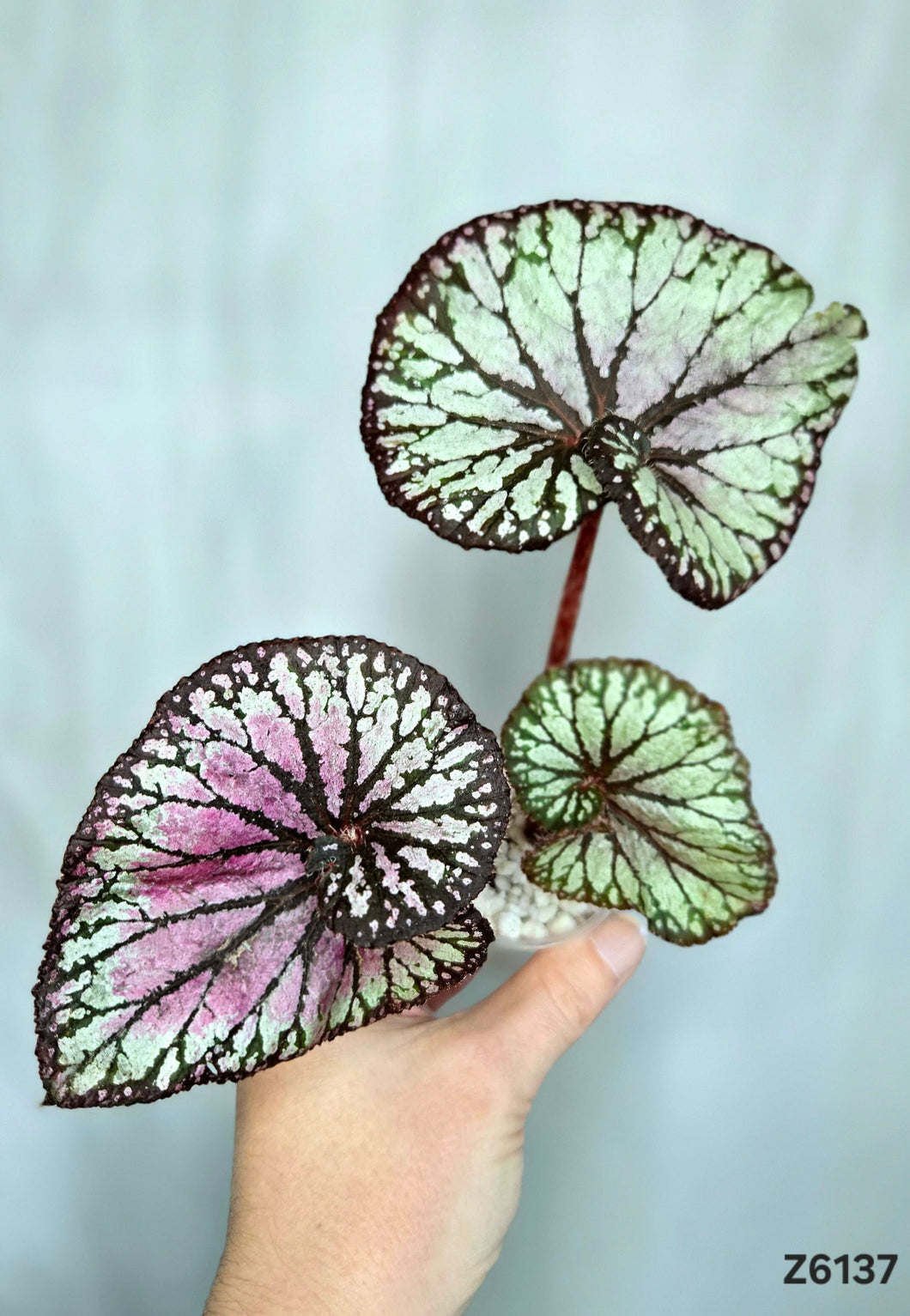 Bégonia No Id  #Z6137