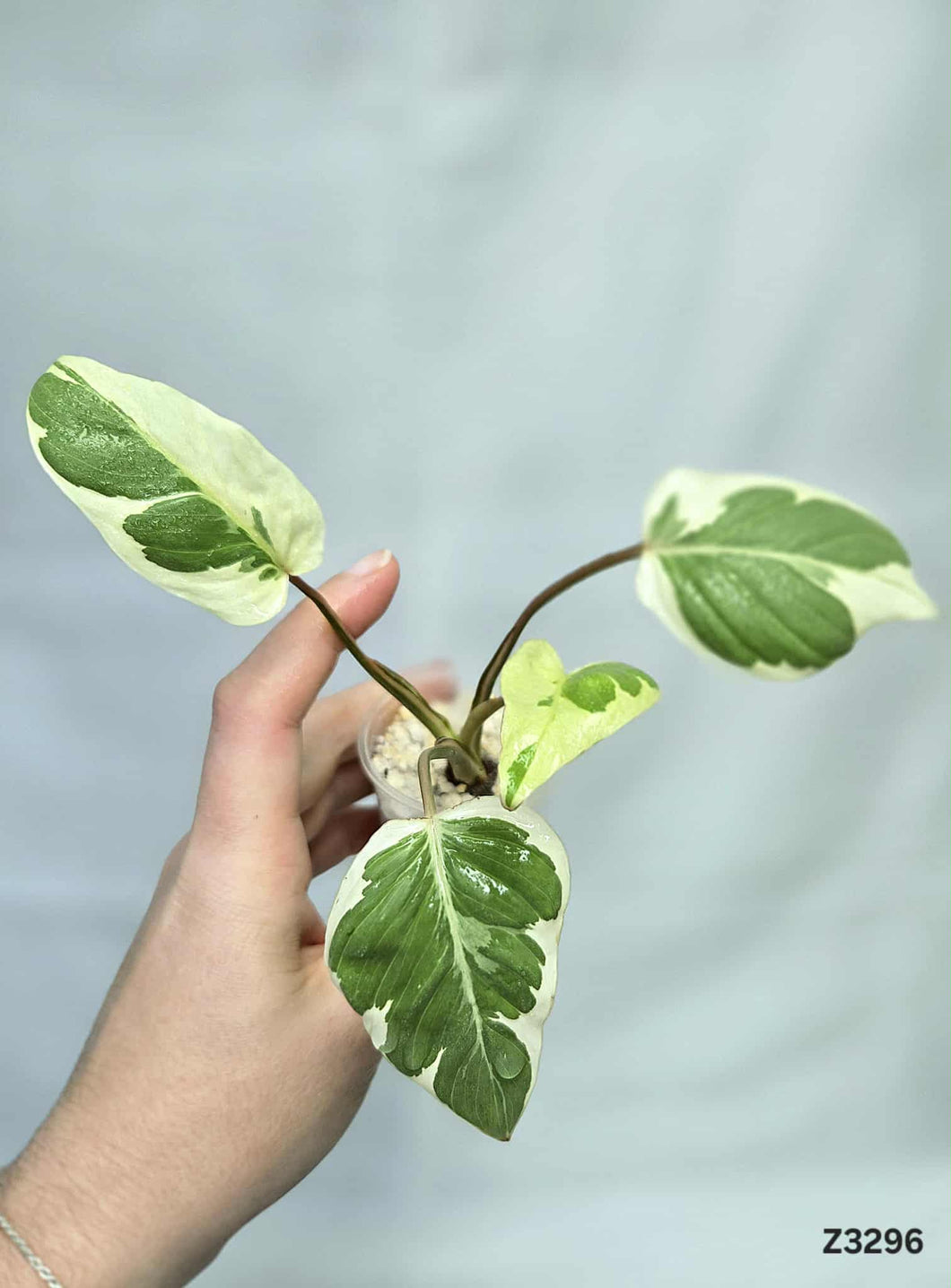 Homalomena Marshmallow #Z3296