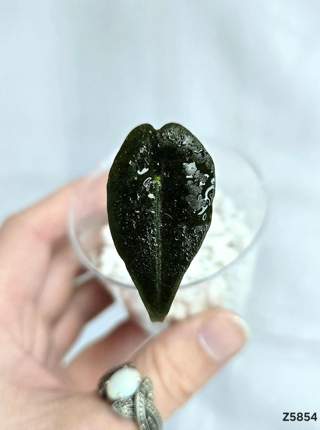 Alocasia Nobilis #Z5854