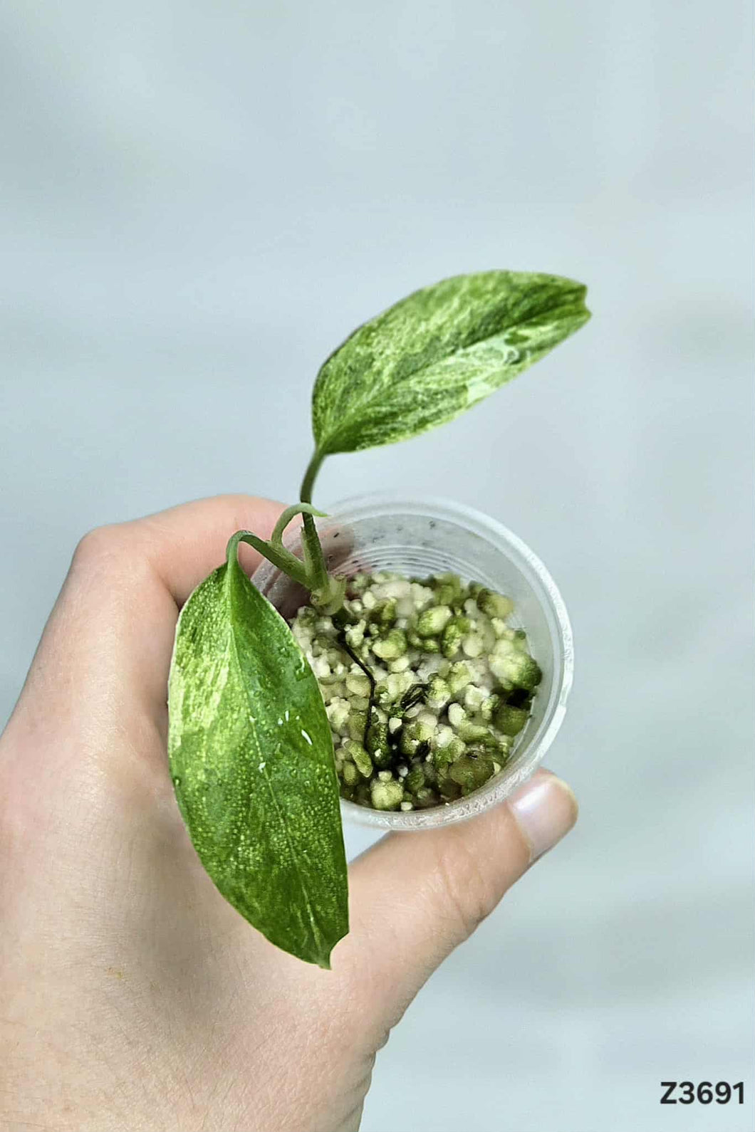 Monstera Laniata Mint #Z3691
