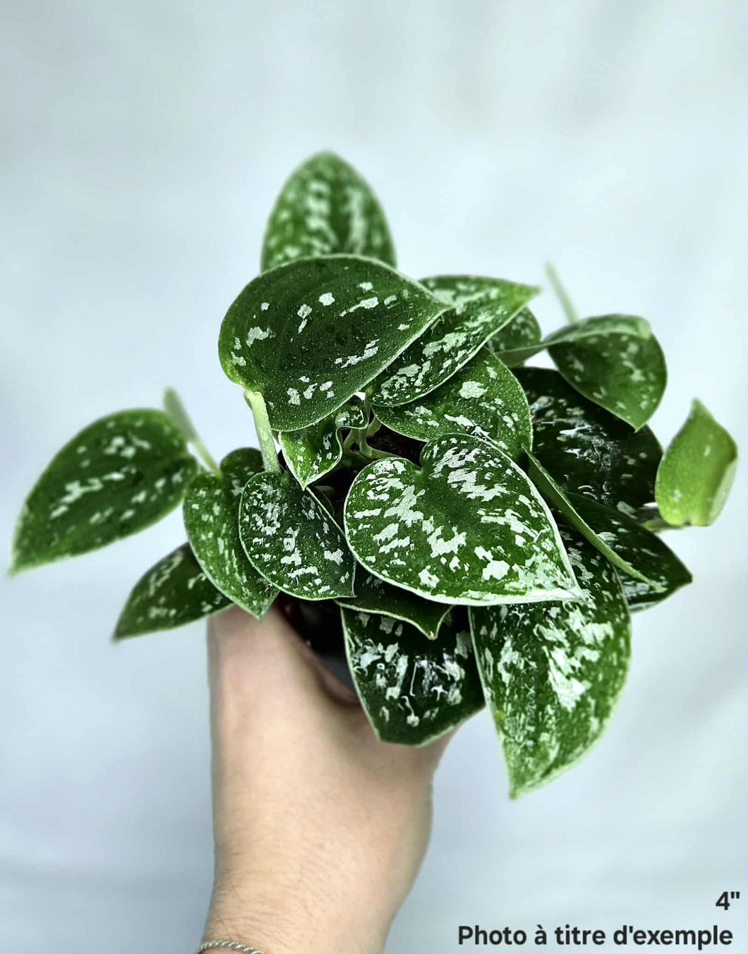 Scindapsus silver cloud