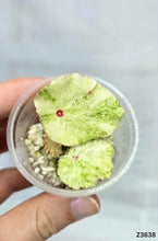 Charger l'image dans la galerie, Bégonia Rouge Variegata
