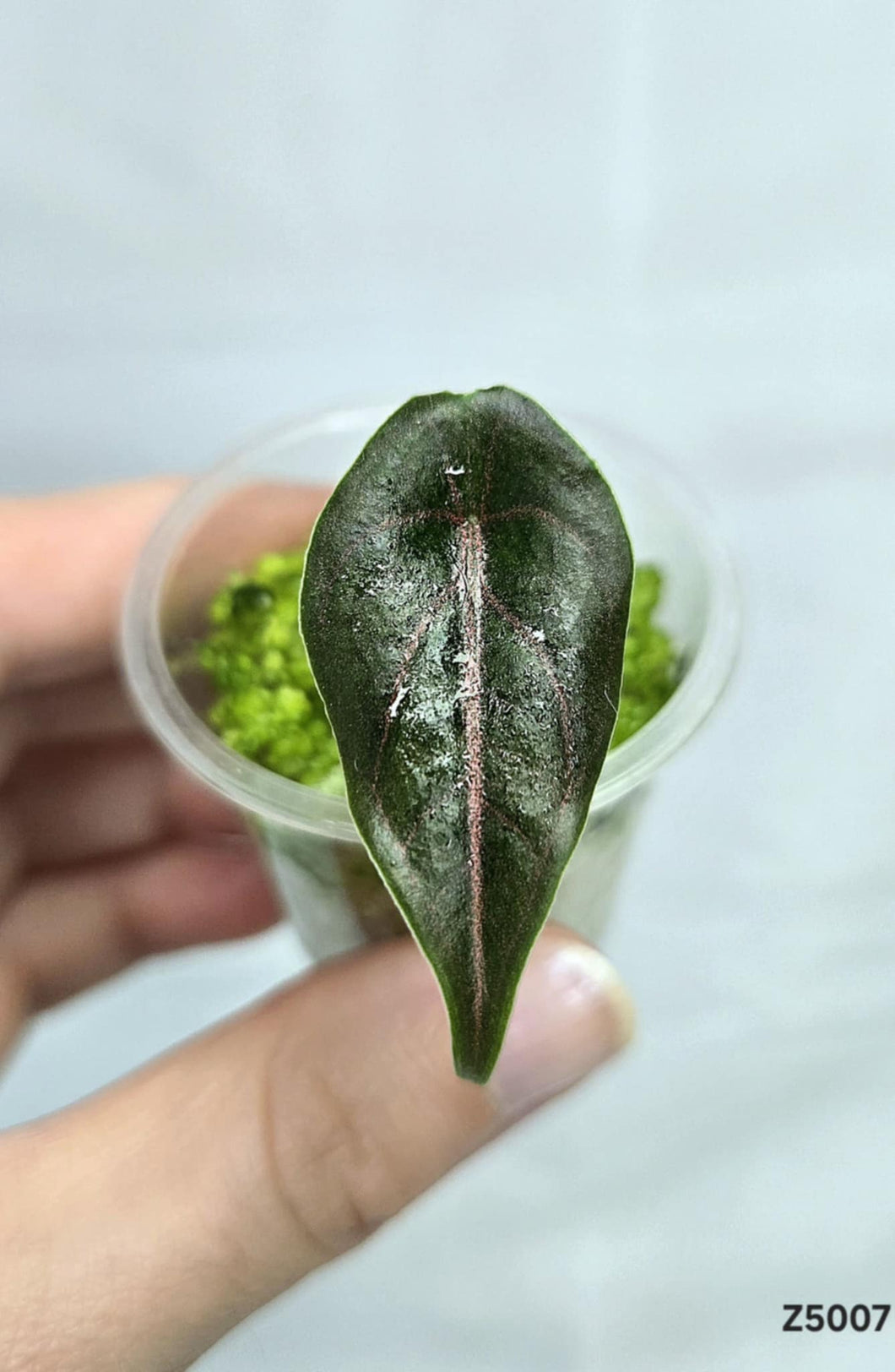 Alocasia Alzanii #Z5007