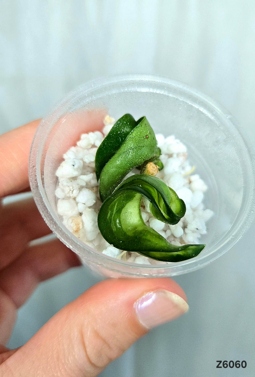 Hoya Mauna Loa ⭐️ #Z6060