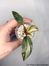 Load image into Gallery viewer, Philodendron pink princess
