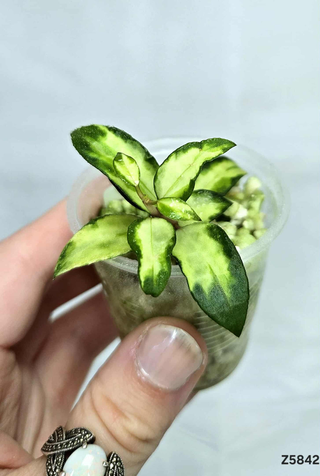 Hoya Lacunova Bruno ⭐️ #Z5842