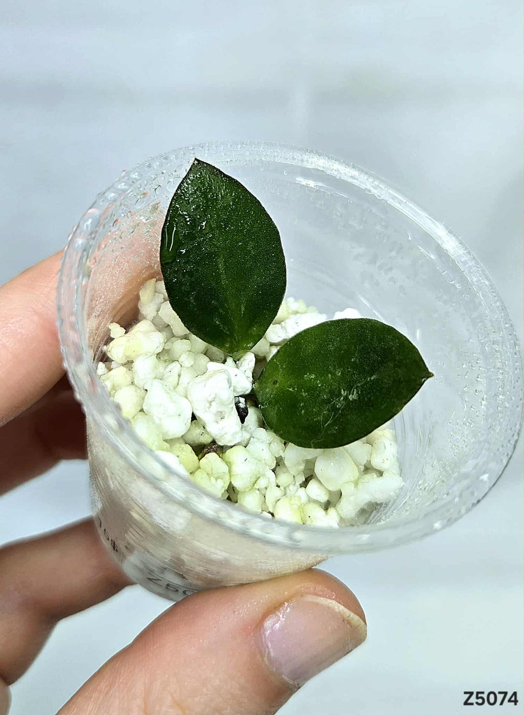 Hoya Collina Papua ⭐️ #Z5074