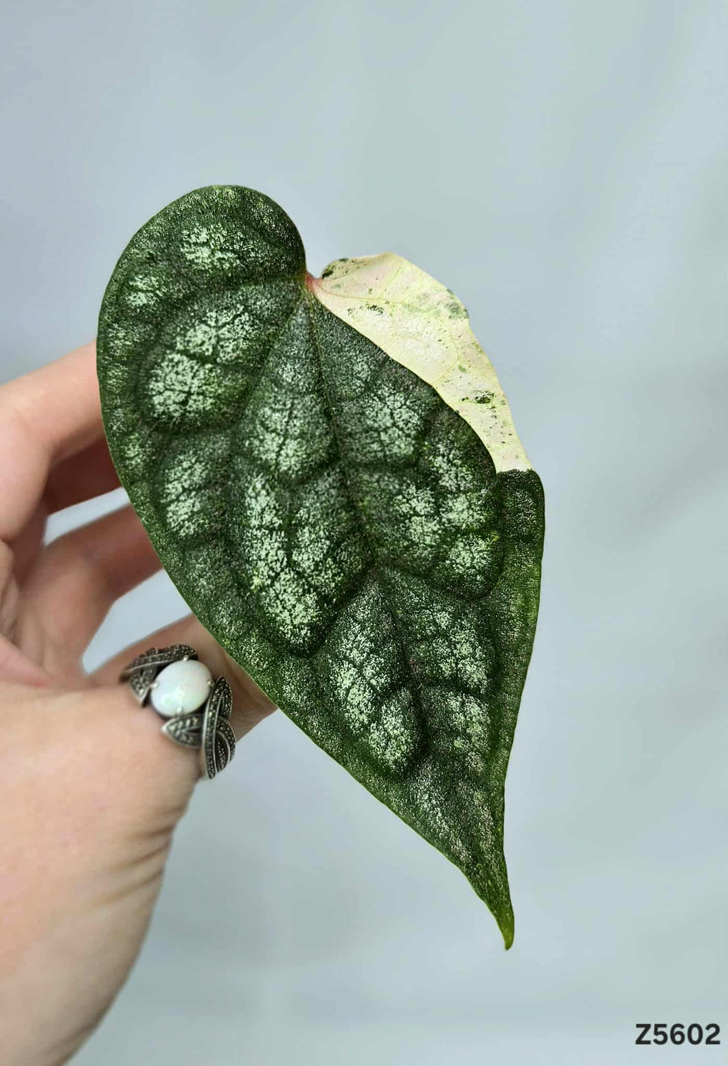 Piper Sylvaticum Variegata #Z5602