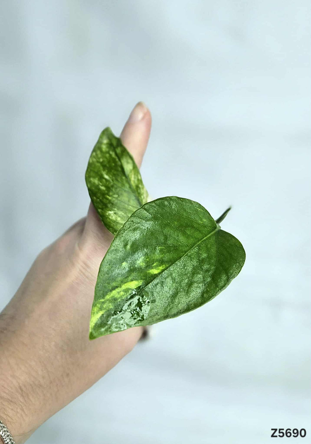 Epipremnum Yellow Flame #Z5690