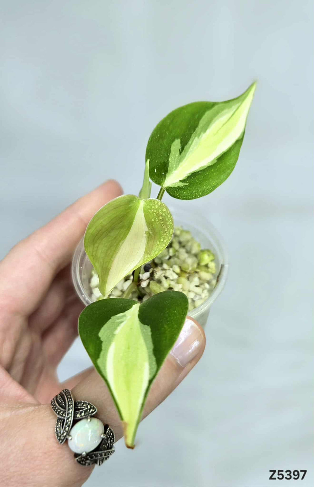 Philodendron Silver Stripe #Z5397