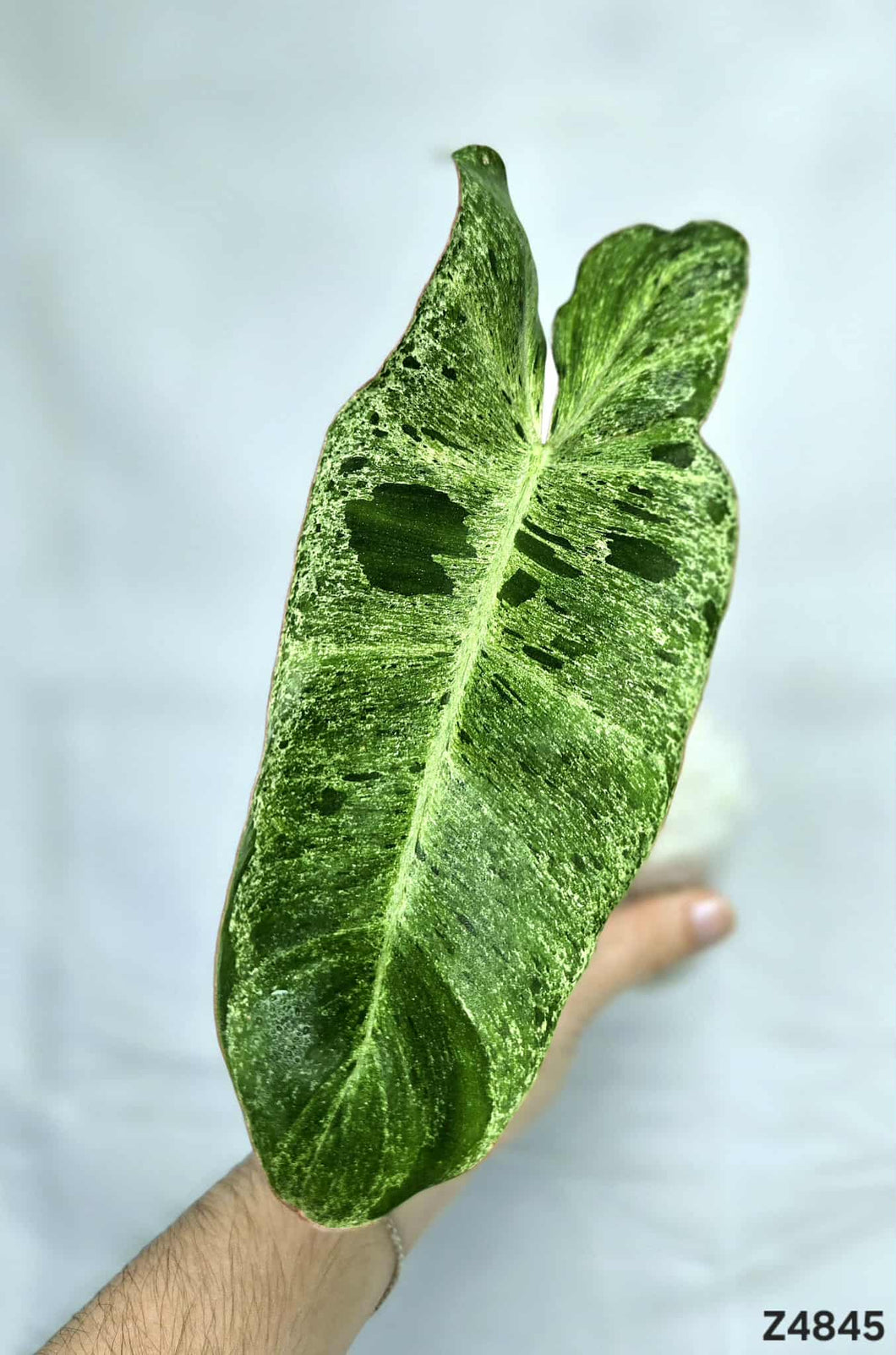 Philodendron Paraiso Verde #Z4845
