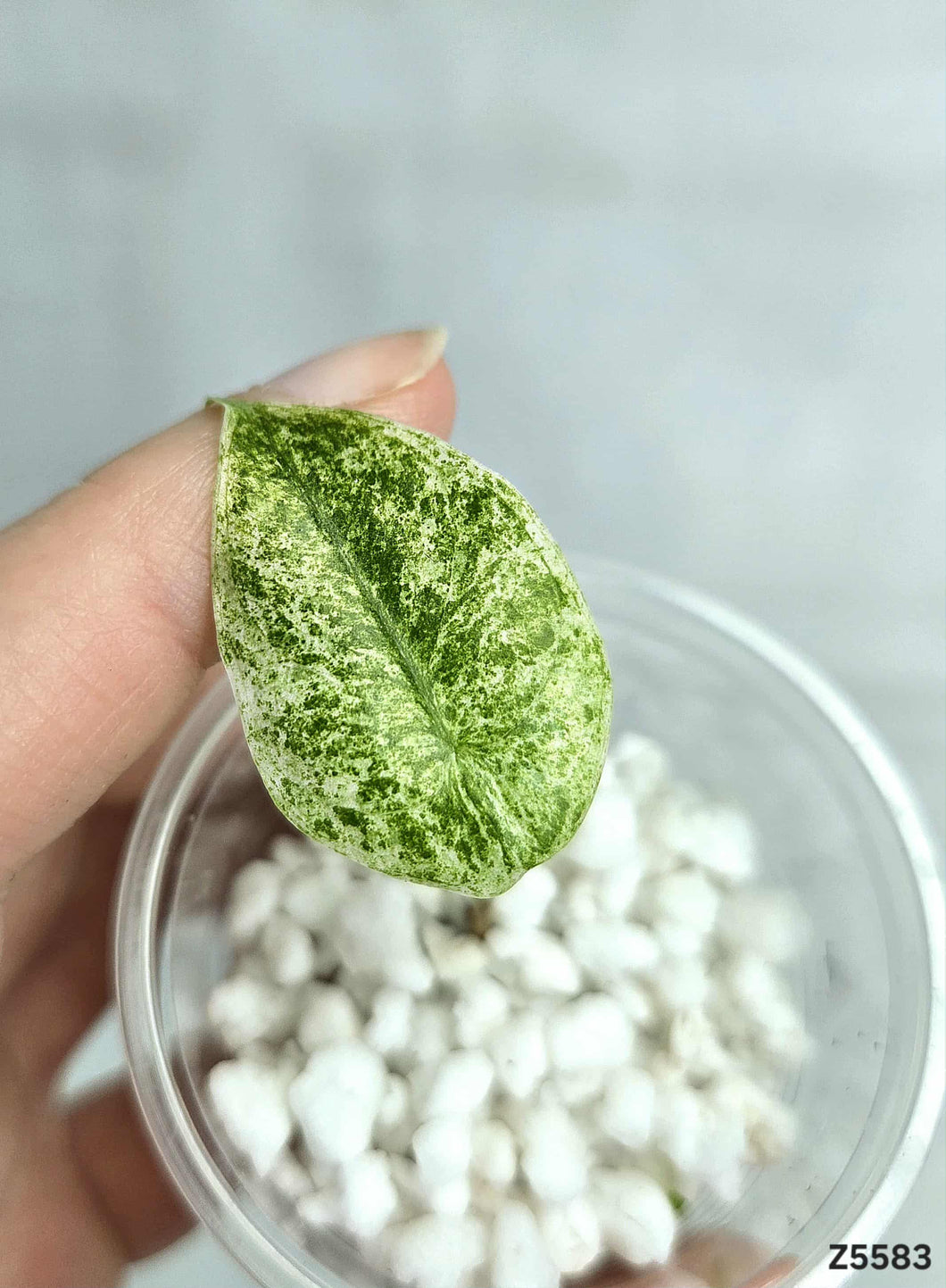 Alocasia Longiloba Mint #Z5583
