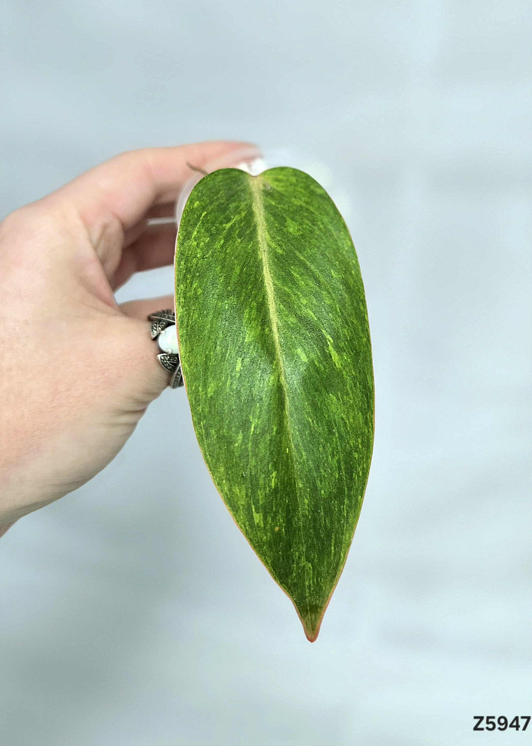 Philodendron Painted Lady #Z5947