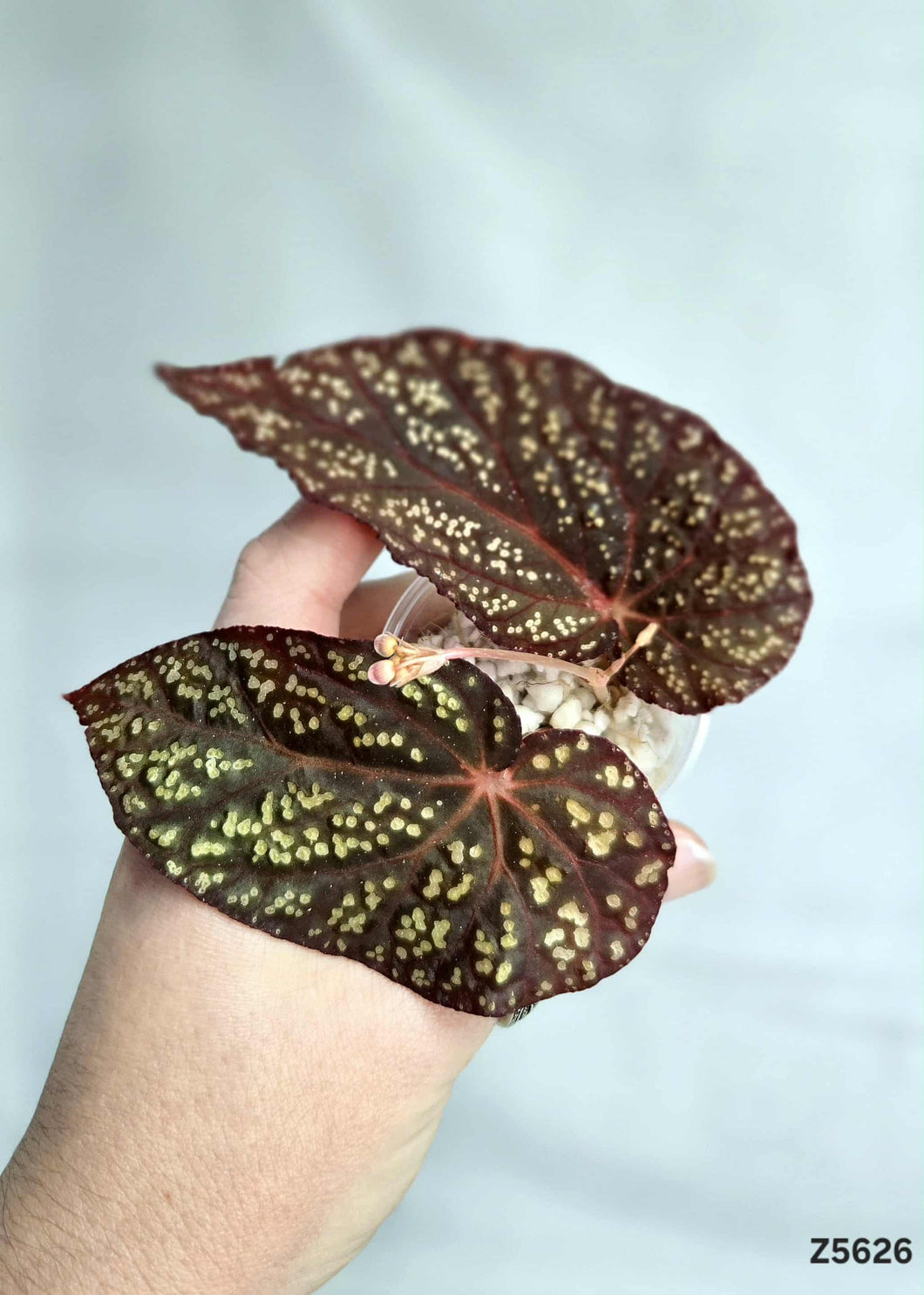 Bégonia NOID #Z5626