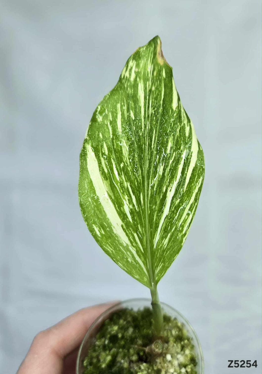 Kaempferia sp White Wagyu Variegata #Z5254
