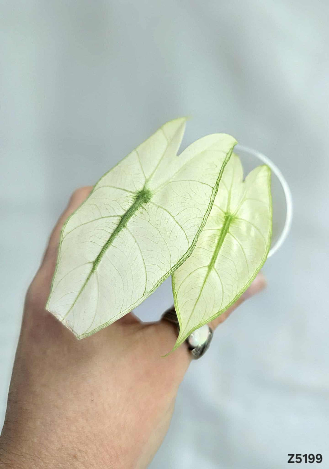 Alocasia Pink Dragon Mint #Z5199