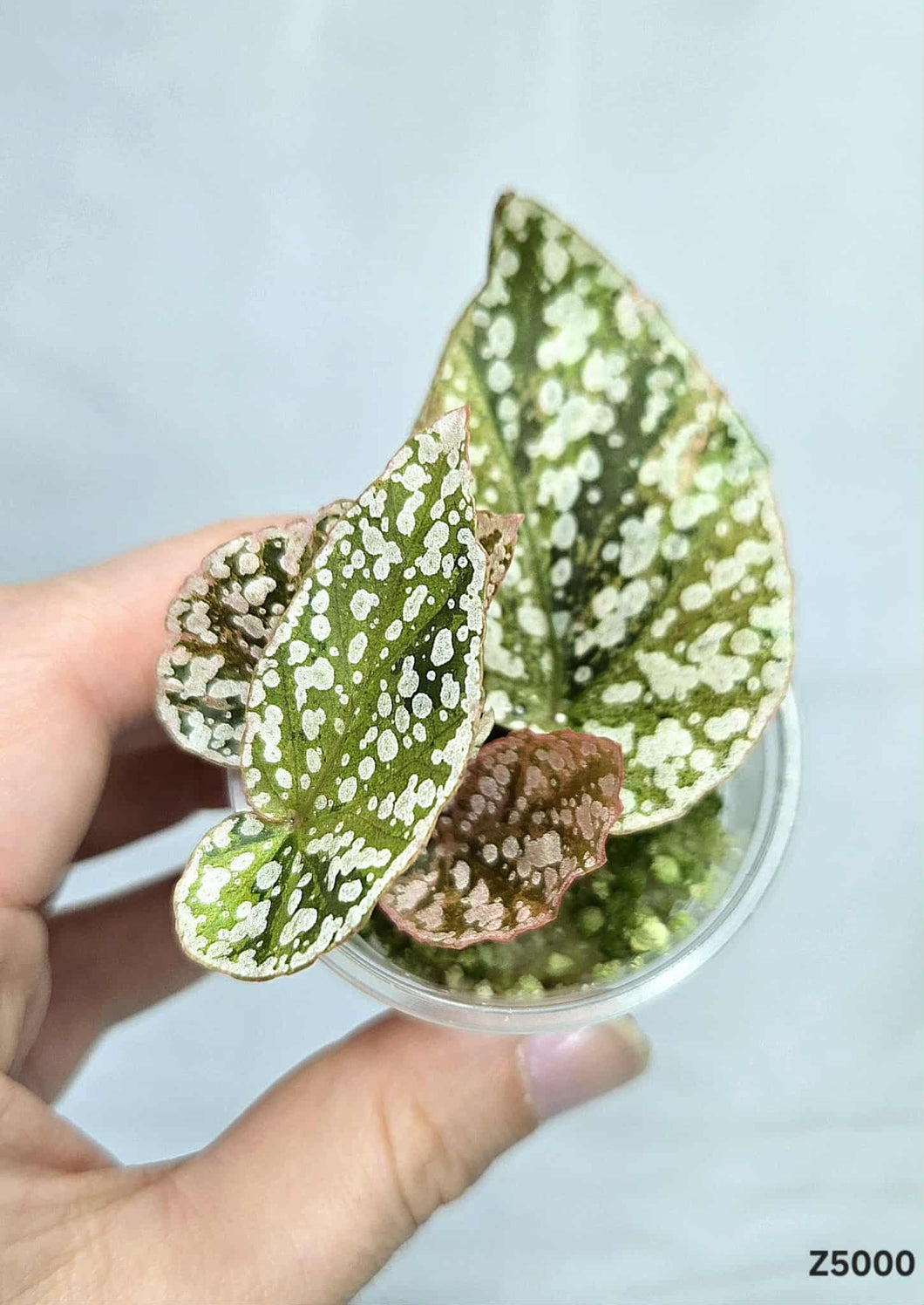 Bégonia Snowcapped Variegata #Z5000