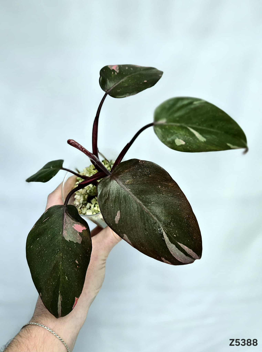 Philodendron Pink Princess Marble King #Z5388