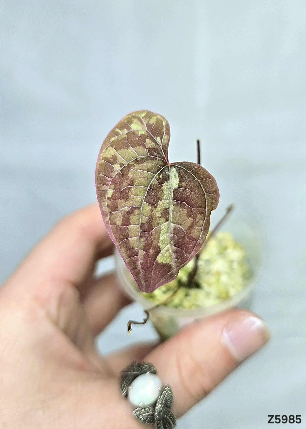 Dioscorea Dodecaneura #Z5985