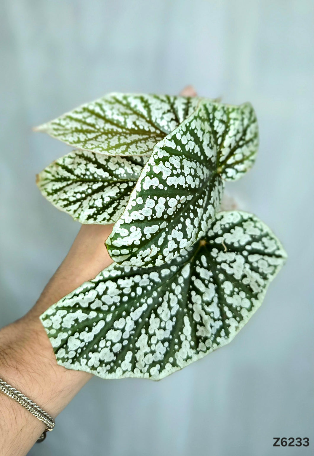 Bégonia Snowcapped Variegata  #Z6233