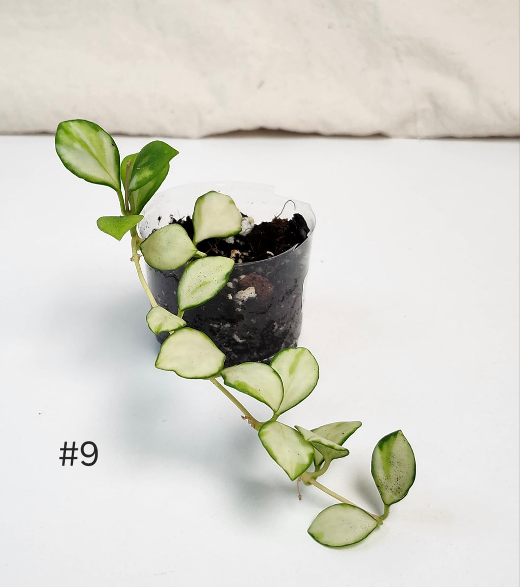 Hoya heuschkeliana variegata #9⭐️