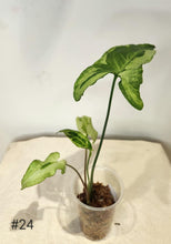 Charger l&#39;image dans la galerie, Syngonium three kings
