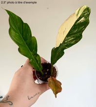 Charger l'image dans la galerie, Philodendron Caramel Marble
