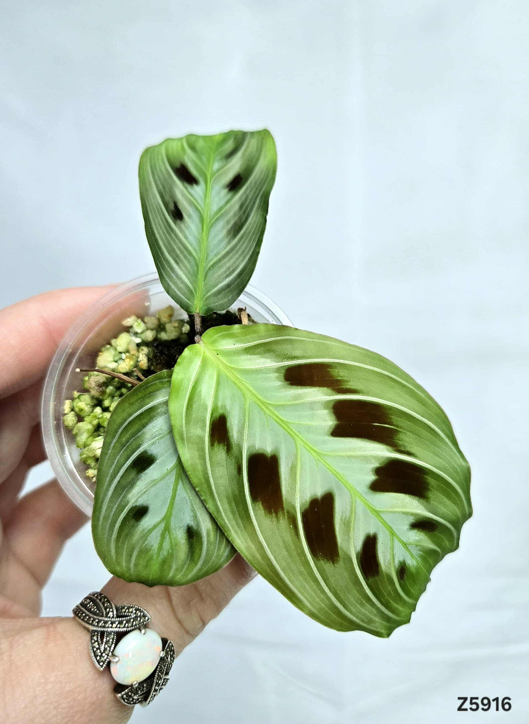 Maranta Noire ⭐️ #Z5916