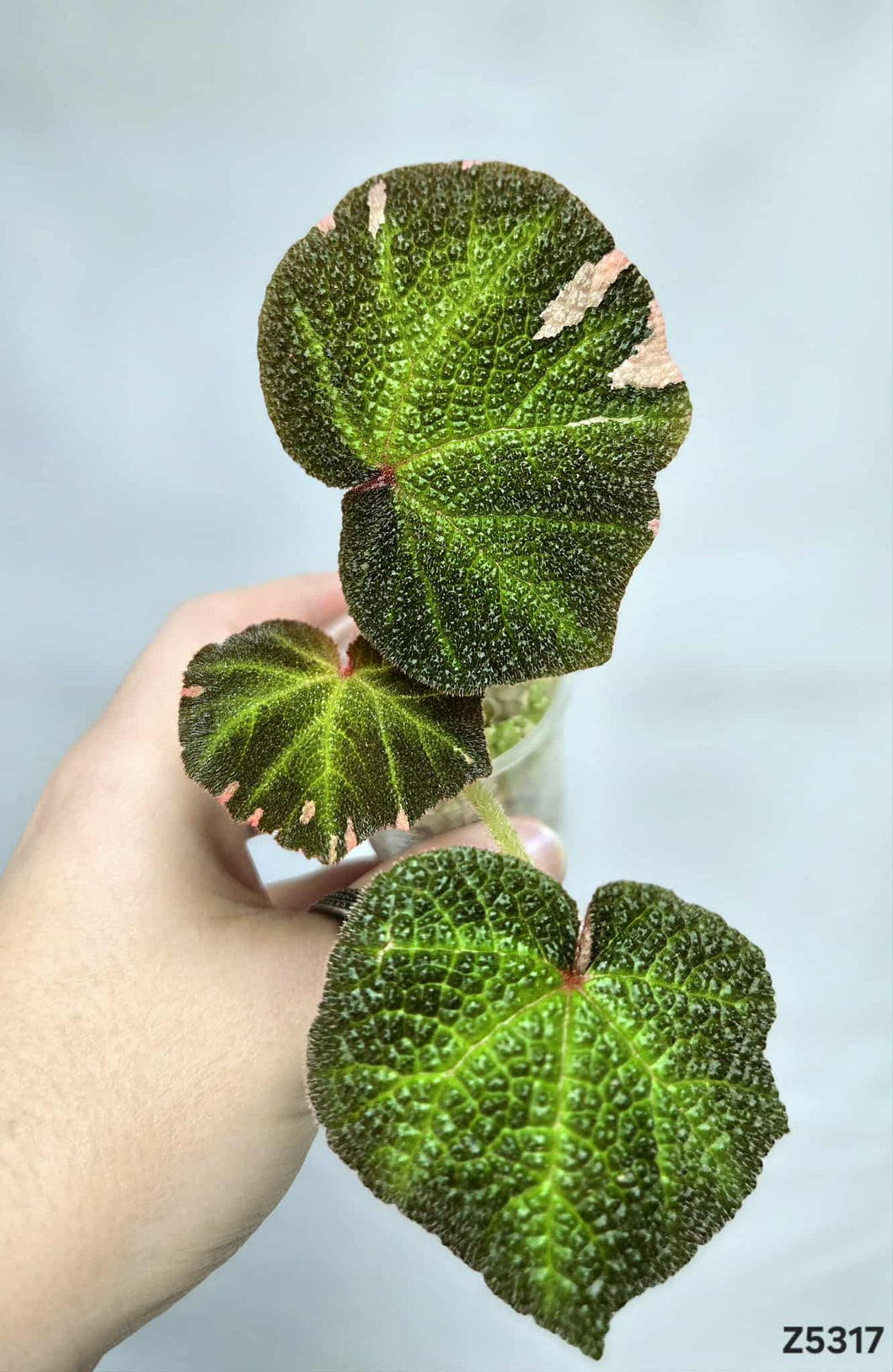 Bégonia SoliMutata Variegata #Z5317