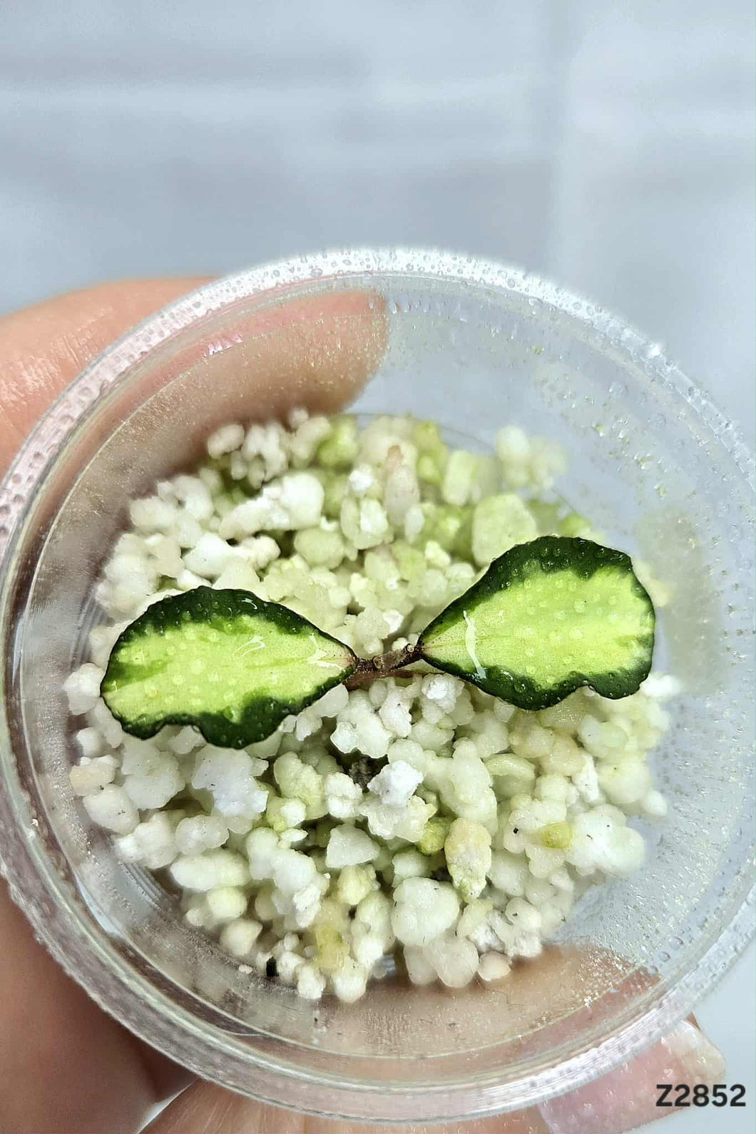 Hoya Kanyakumriana Iner Variegata ⭐️ #Z2852