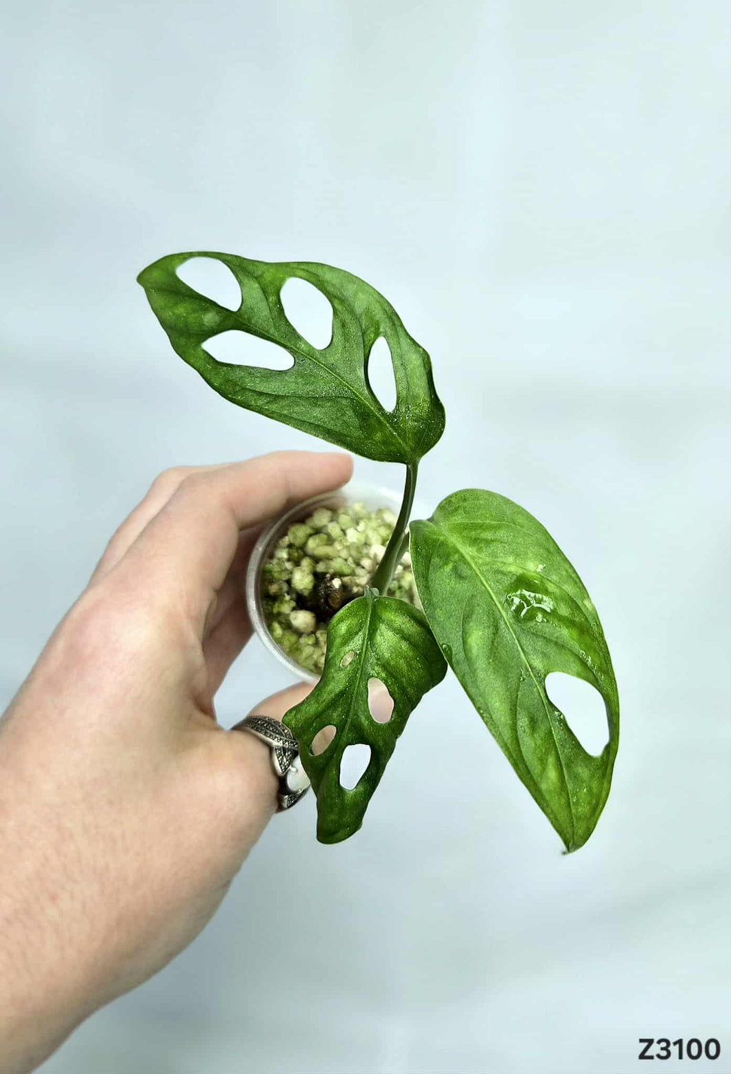 Monstera Adansonii Mint #Z3100