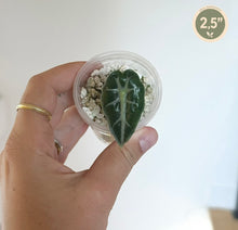 Load image into Gallery viewer, Plante Alocasia parasol en godet transparent, feuille vert foncé à nervures claires
