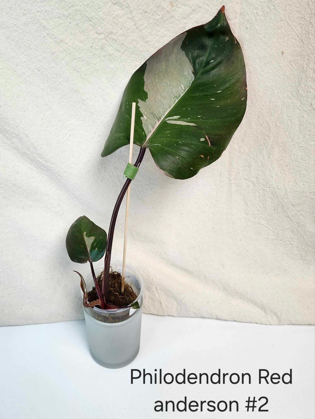Philodendron red anderson #2