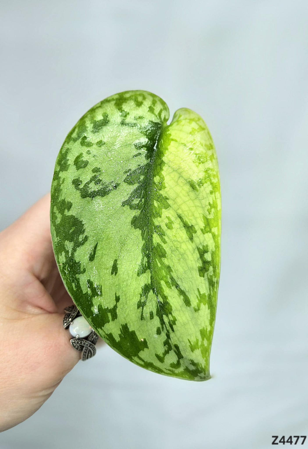 Scindapsus Lakambini #Z4477