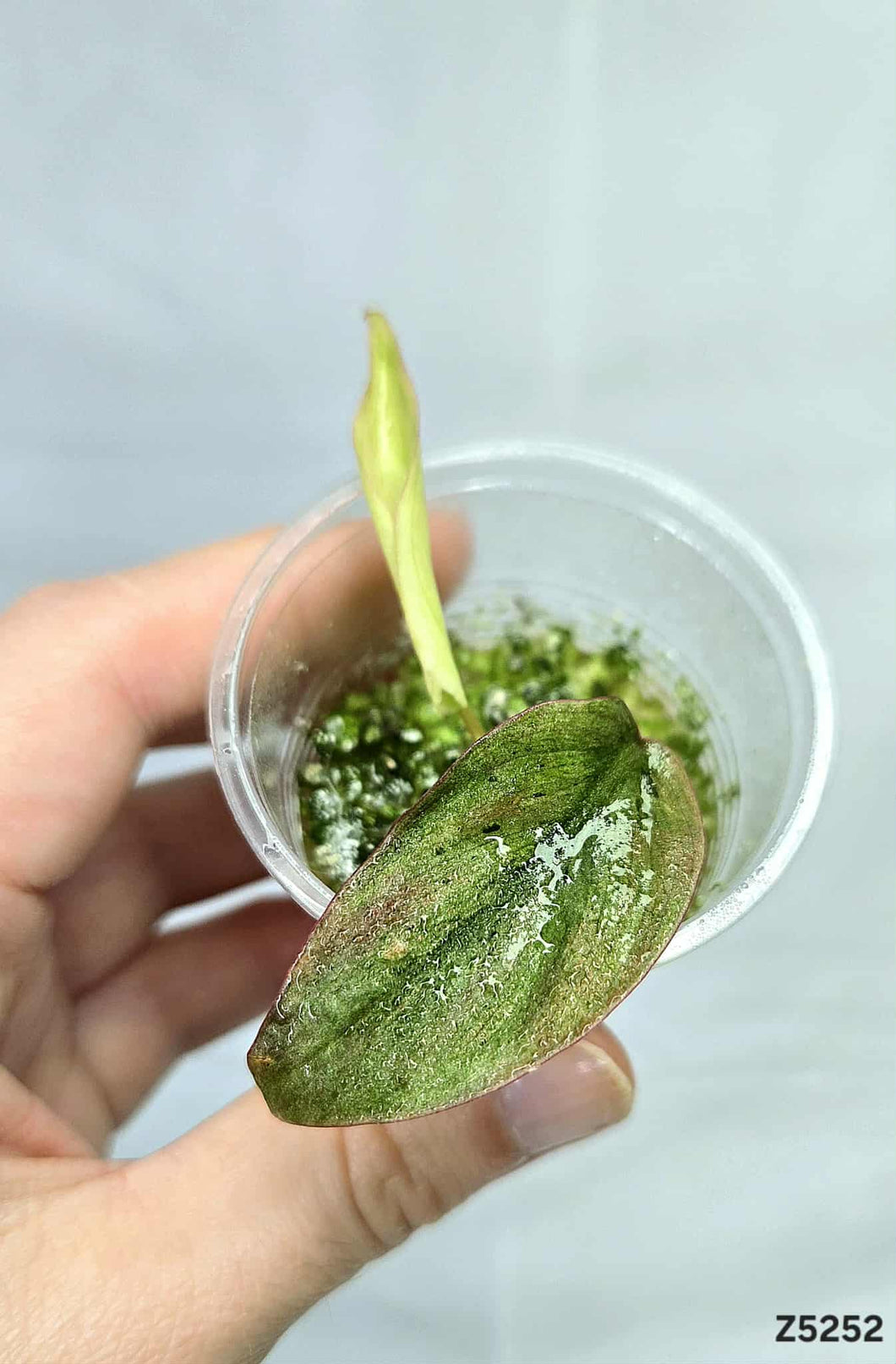 Philodendron Micans Mint #Z5252