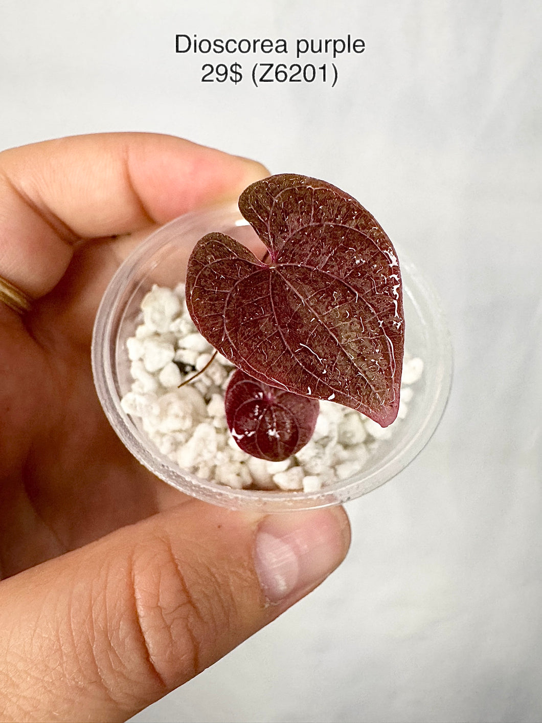 Dioscorea Purple Z6201
