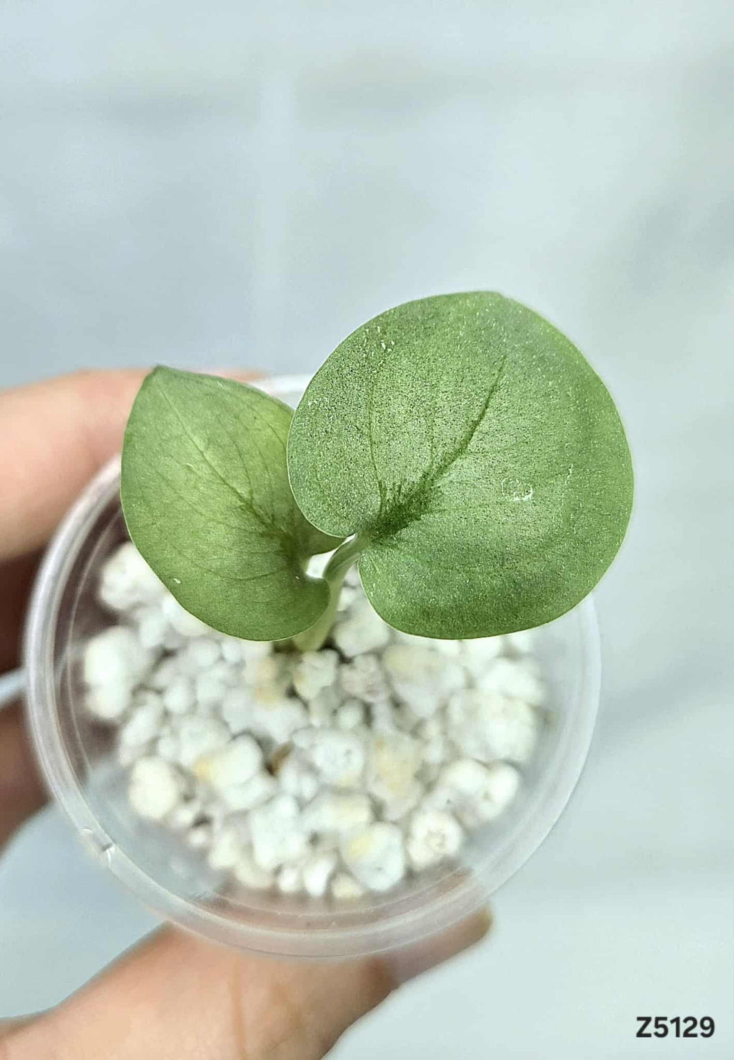 Scindapsus Platinum #Z5129